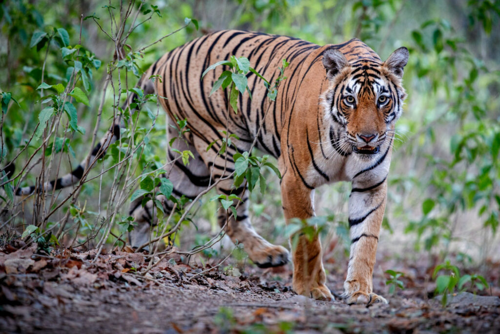 Ranthambore Safari Tours