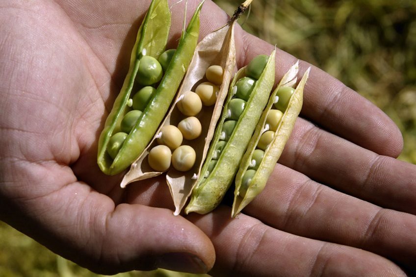 Dietary And Health Details About Soybeans