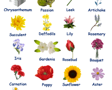 Flower Names in English: A Guide to Nature’s Floral Splendor