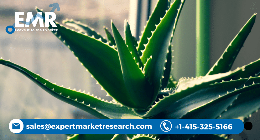 Aloe Vera Market Share, Size, Price, Analysis, Report and Forecast Period of 2023-2028