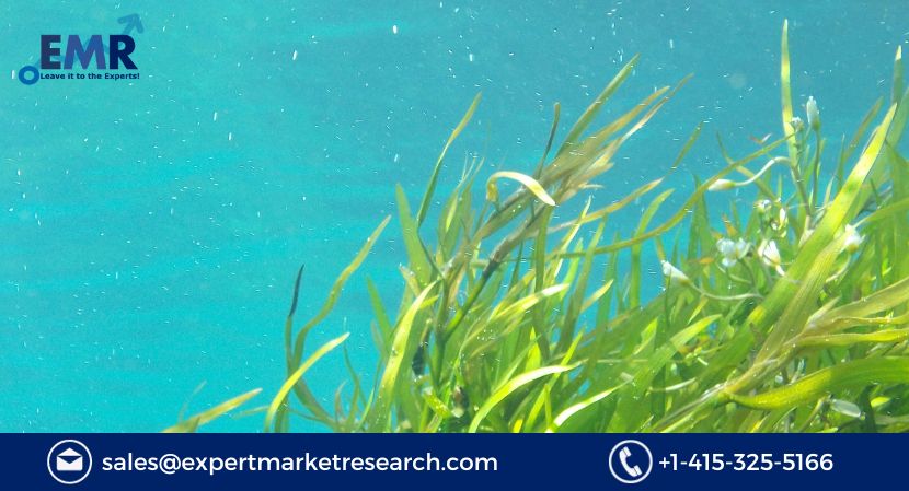 Global Commercial Seaweed Market Growth, Trends, Size, Analysis, Report, Forecast 2023-2028