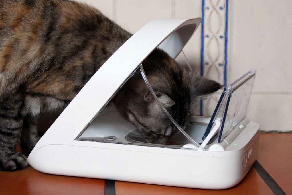 Automatic Cat Feeders: Feeding Solutions for Busy Pet Owners