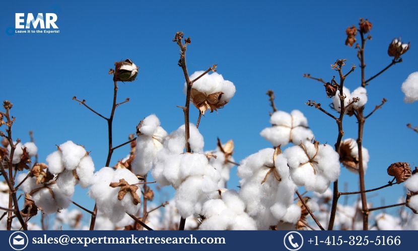 Africa Cotton Market Demand, Size, Share, Trends, Report and Forecast 2024-2032