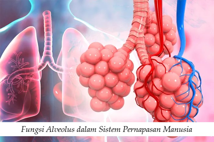 Fungsi Alveolus dalam Sistem Pernapasan Manusia