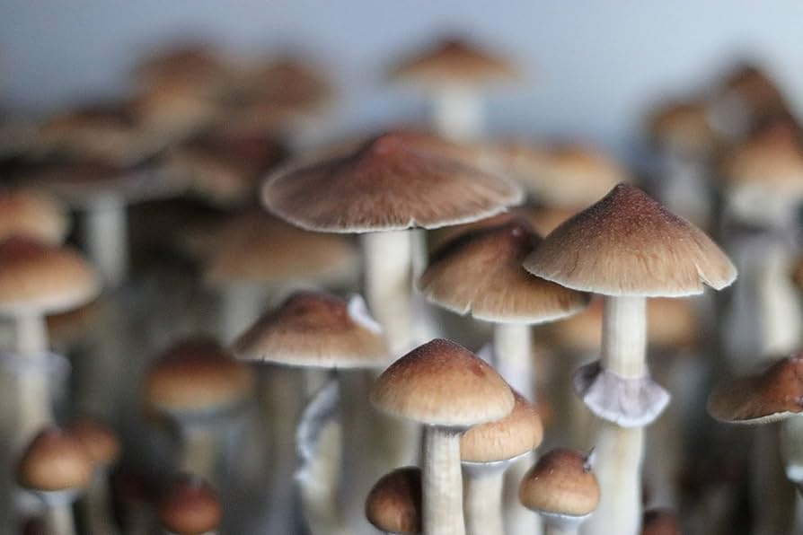 Golden Teacher Spores: A Comprehensive Guide to Cultivation and Benefits
