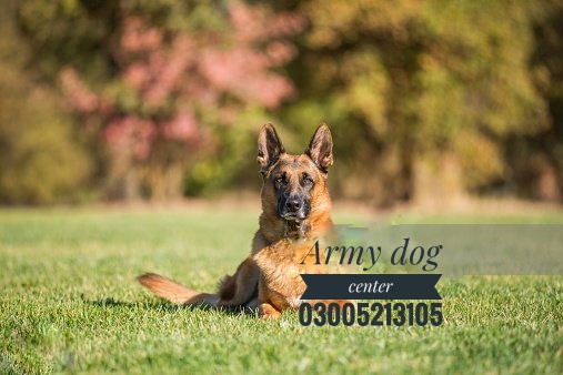 Revealing the Pinnacle Figures of the Army Canine Unit
