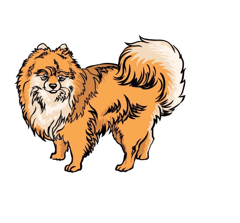 How to draw a Pomeranian
