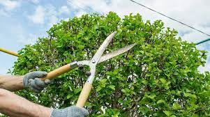 Unlocking the Secrets of Crown Reduction: A Guide to Safe Tree Pruning