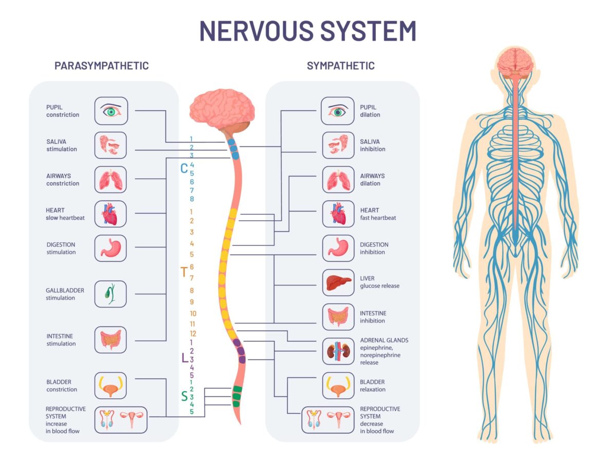 Nerve Unraveled: Decoding the Intricacies of Peripheral Neuropathy