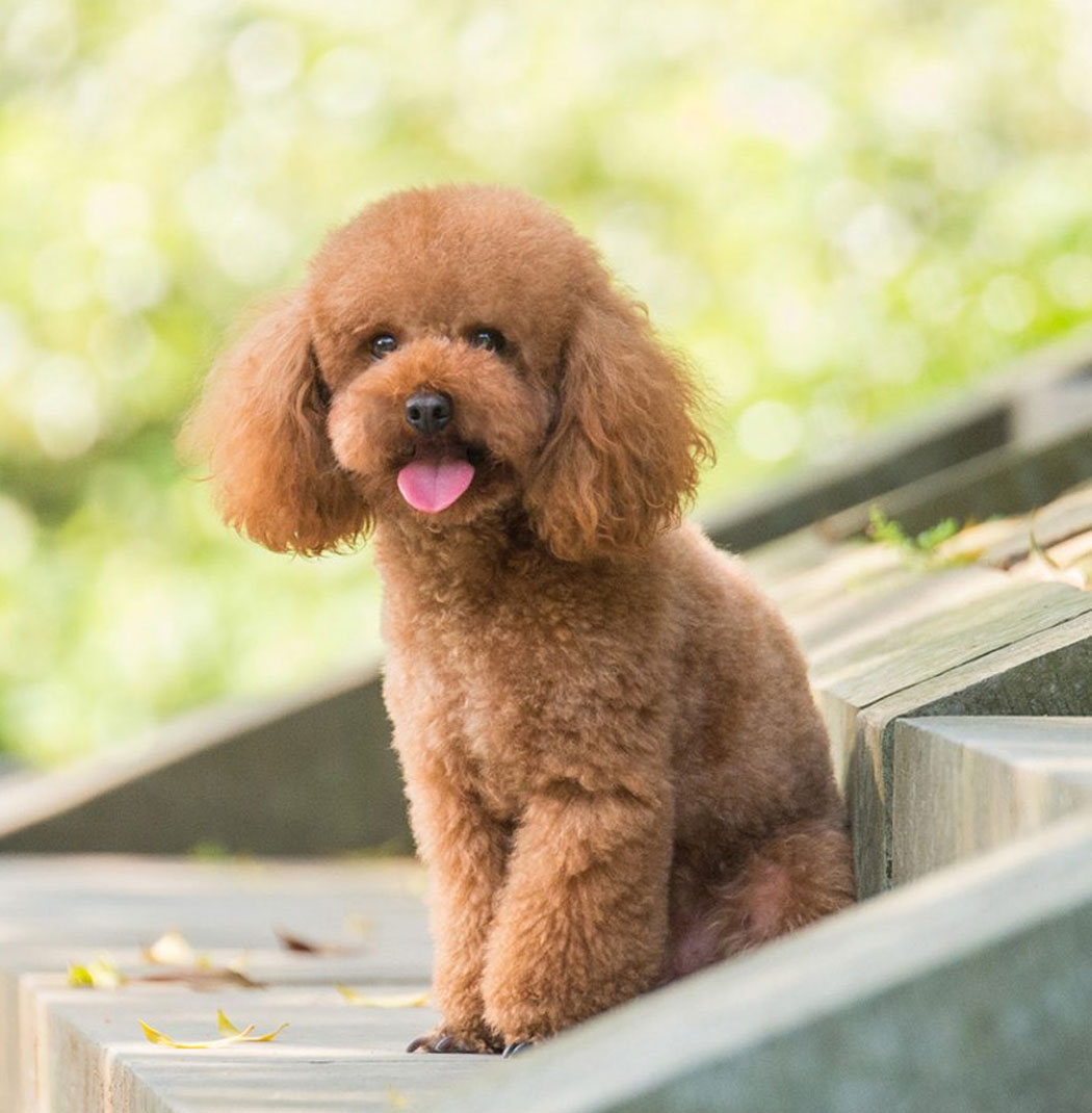 Discover Joy in Bangalore: Poodle Puppies for Sale at Best Prices