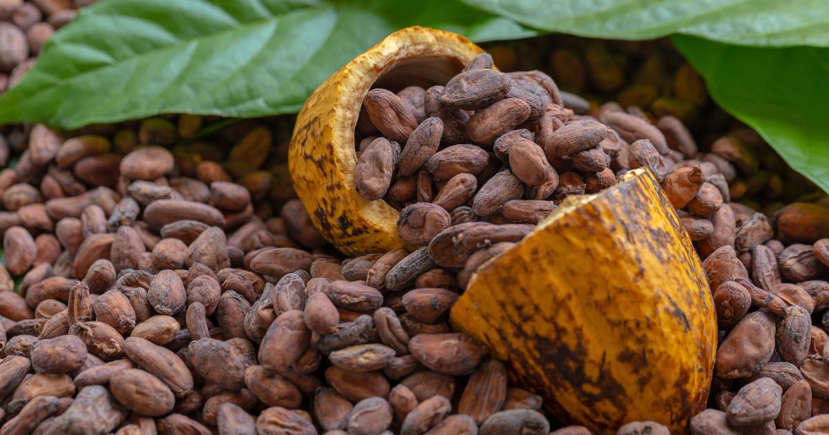 Chocolate Charm: Mexico Cocoa Market Trends and Culinary Delights Explored