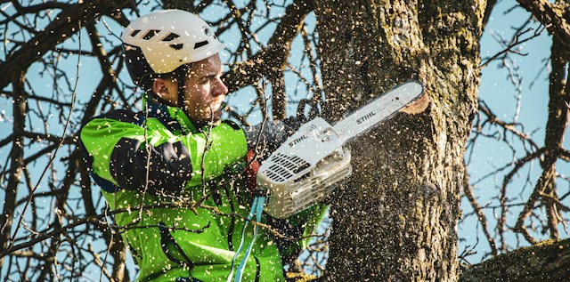 Precision and Purpose: Why You Need an Arborist for Tree Removal