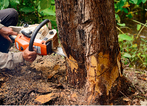 Tree Stump Removal: How to Get Rid of Unwanted Stumps