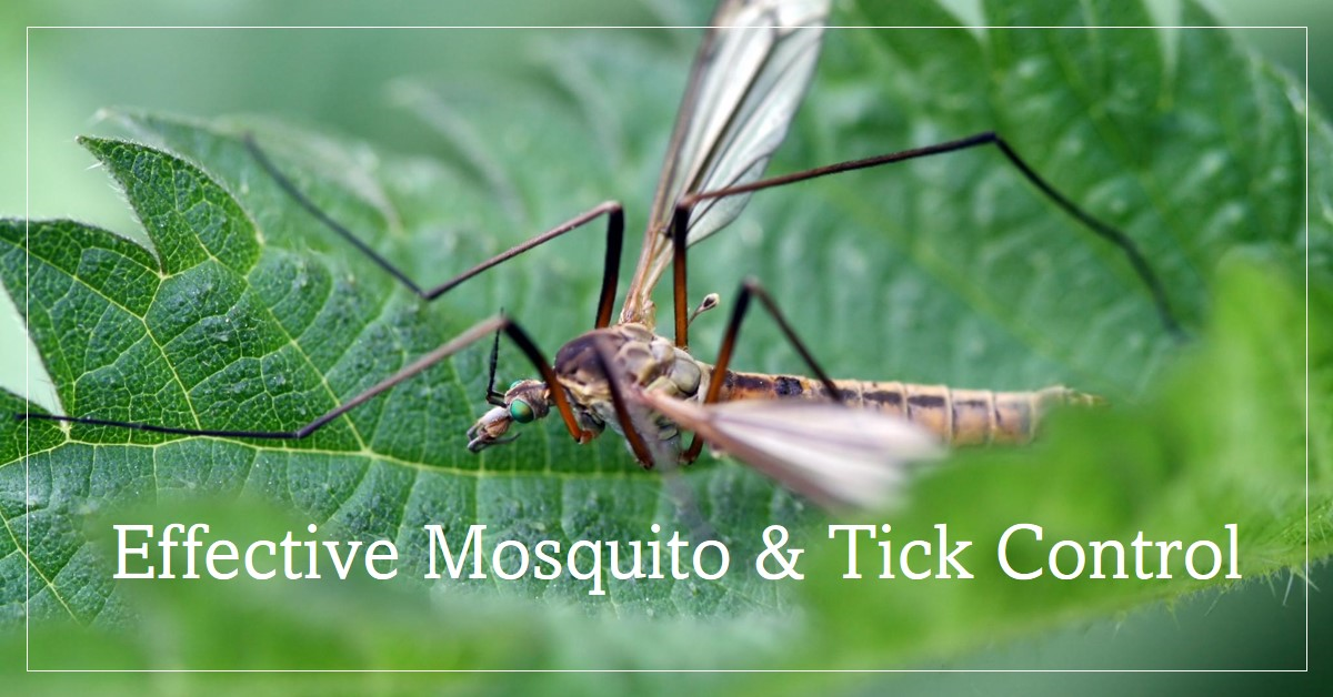 Mosquito & Tick Control Services in Norwell
