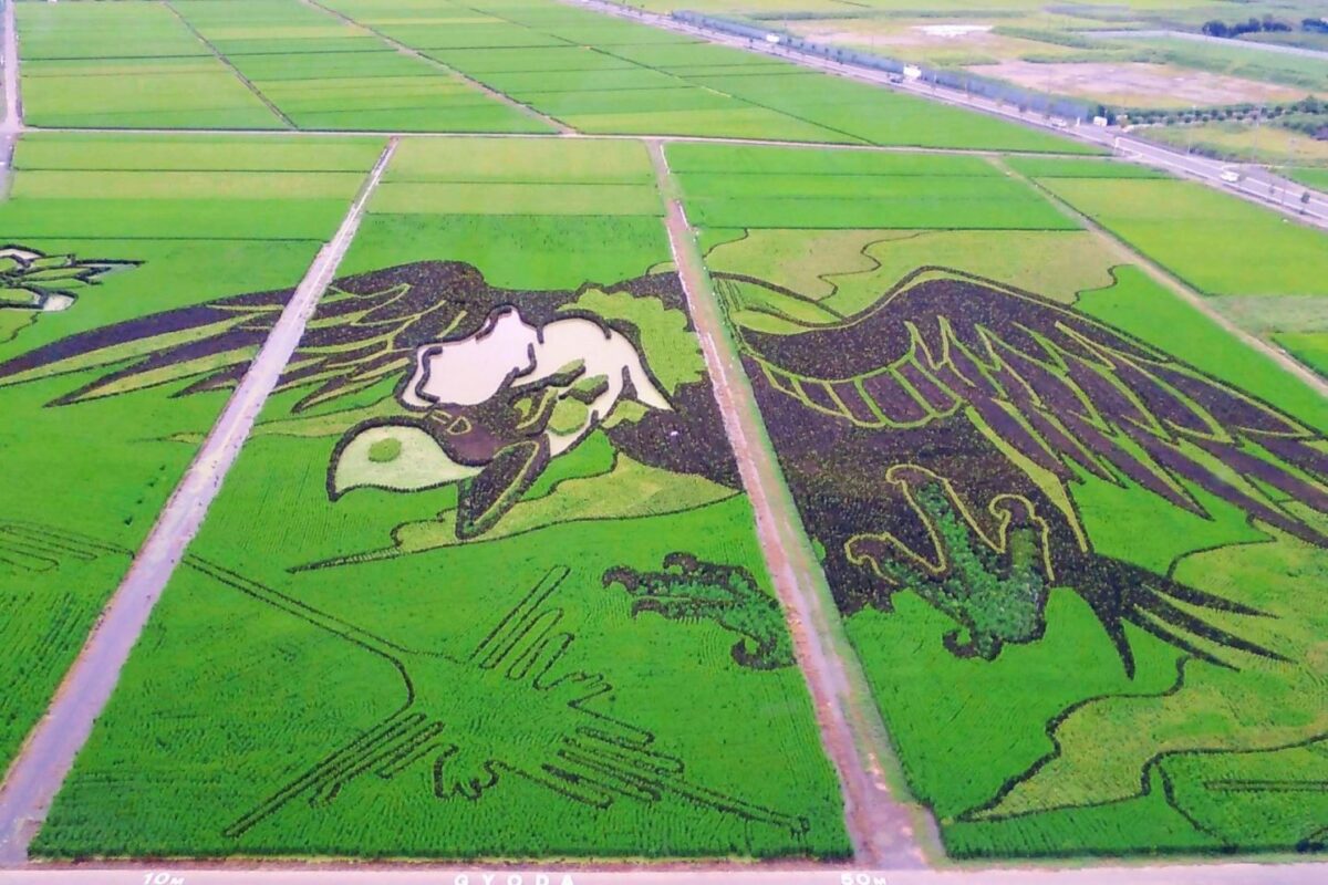 Rice Field Art in Japan