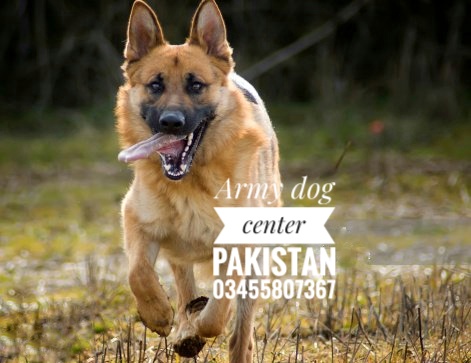 Unleashing Icons The Army Dog Center