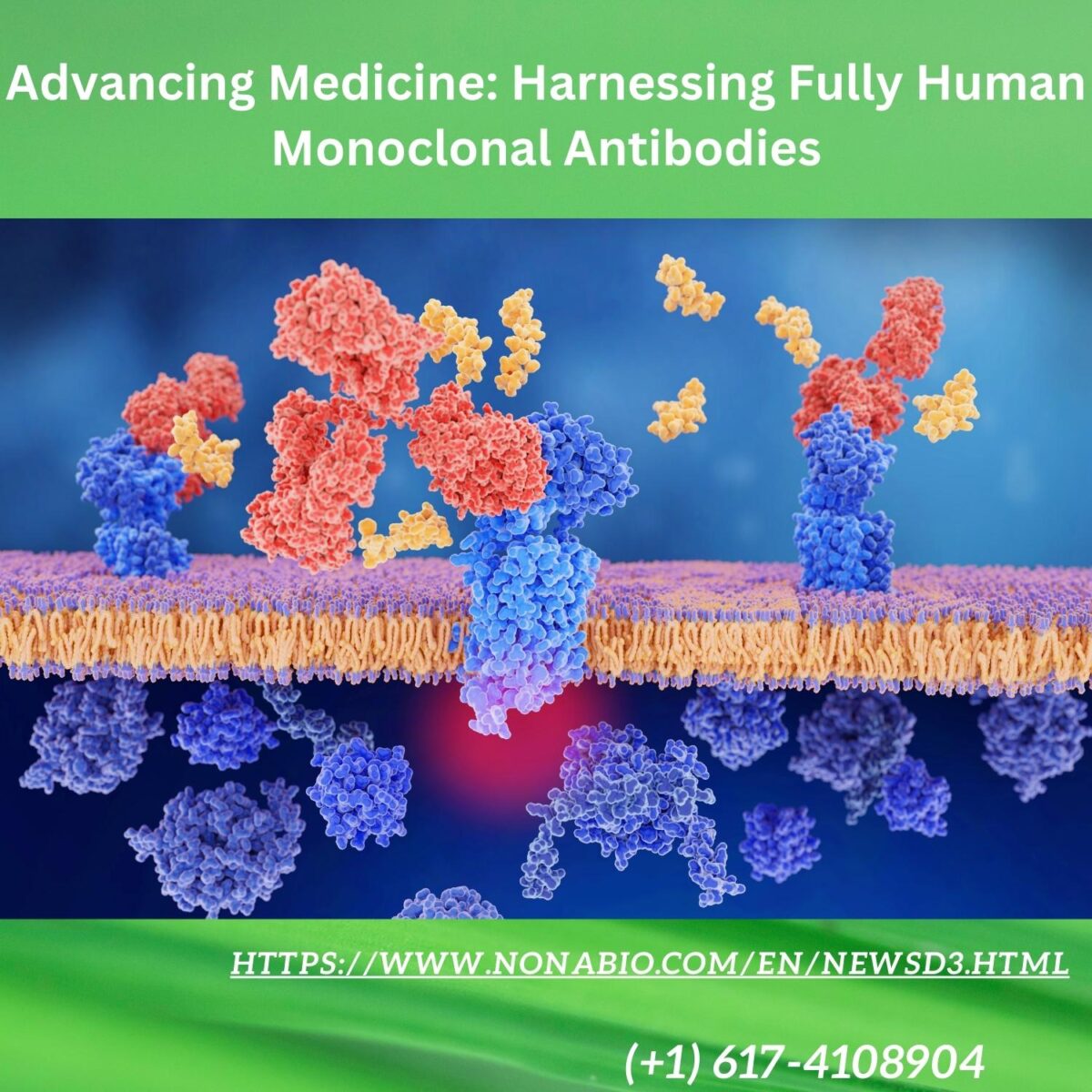 Revolutionizing Therapeutics: The Rise of Fully Human Monoclonal Antibodies