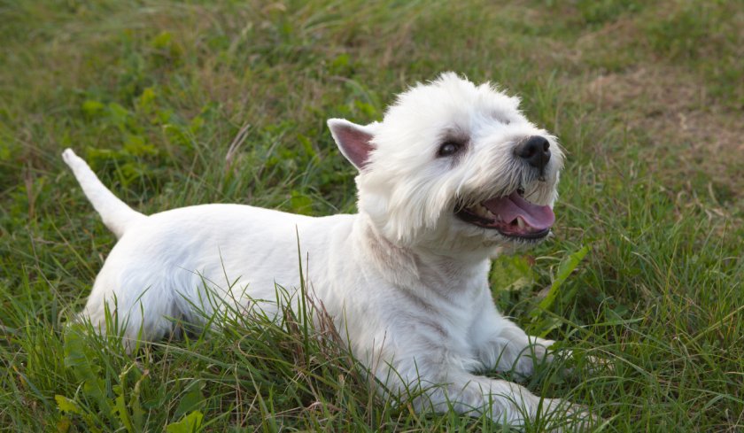 Choosing the Perfect Pooch: A Guide to the Best Dog Breed for You