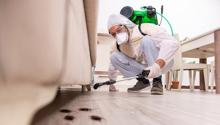 Pest Control in Kanpur: 5 Expert Tips to Keep Your Home Bug-Free
