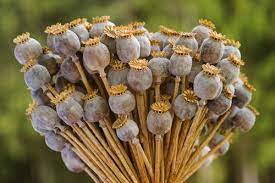 Dried Poppy Pods: Everything You Need to Know