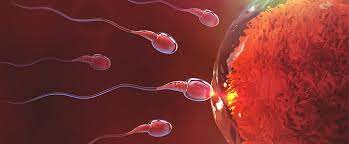 Comprensión de la fertilidad: una guía completa sobre Fertilitas