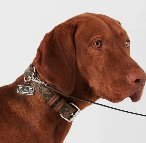 How Designer Pet Collars Are Redefining Pet Fashion