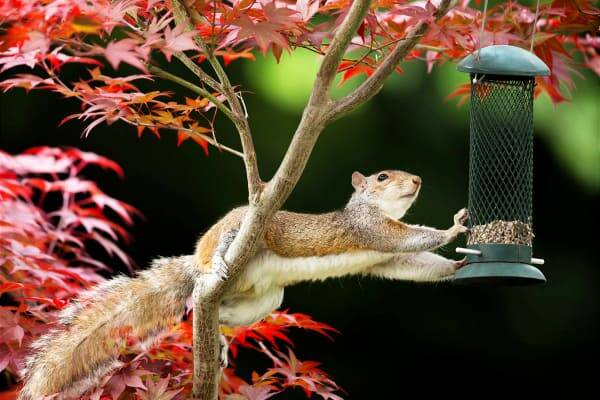 The Ultimate Guide to Squirrel-Proof Bird Feeders