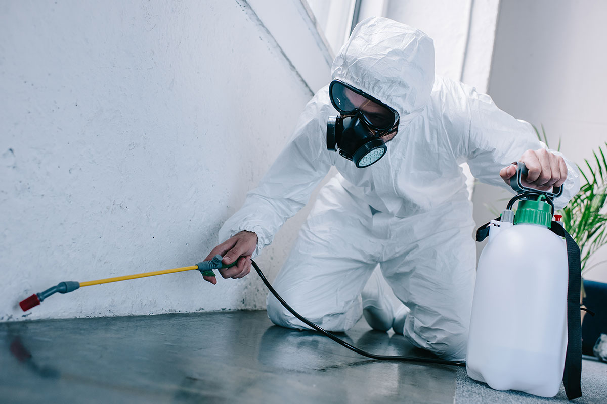 Effective Commercial Pest Control: Safeguarding Your Business