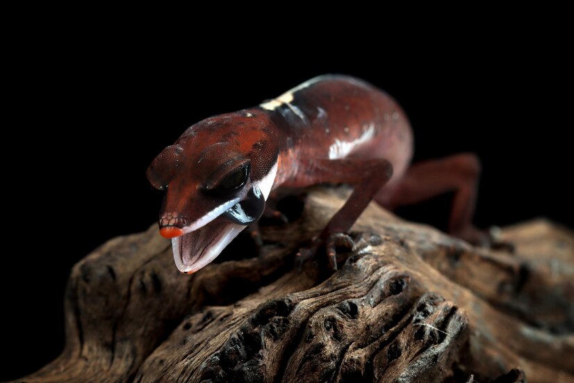 Discovering the World of Rhinoceros Beetles