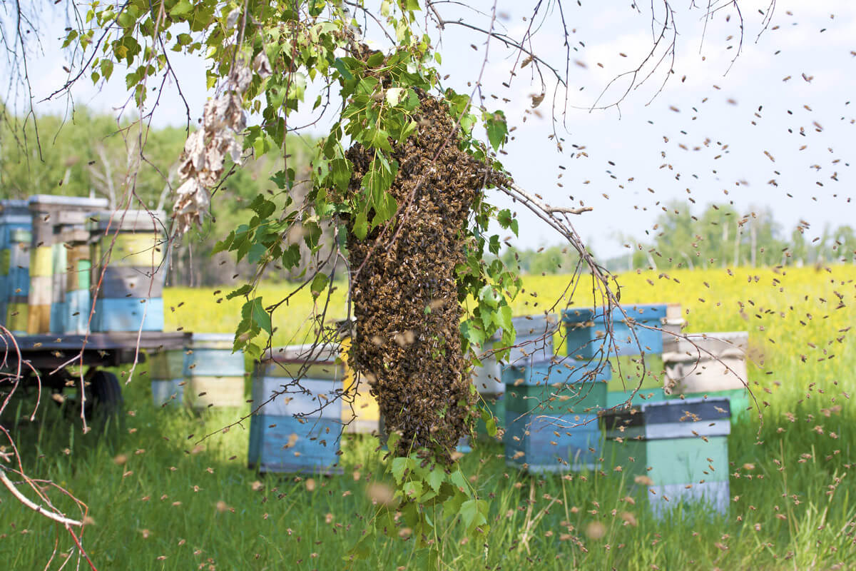 Mitigating Risks Bee Removal Best Practices
