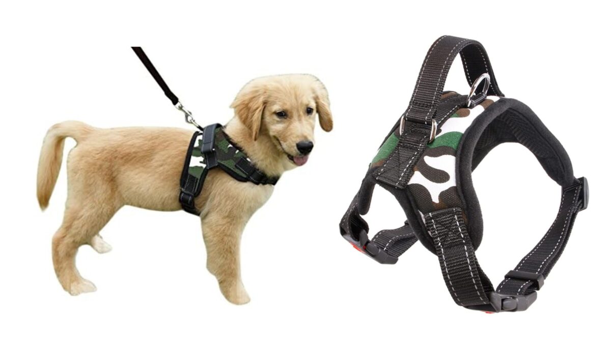 Dog Harness vs. Collar: Which is the Best Option?