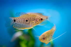 How to Handle and Train Your Gourami Fish: Tips for Positive Interaction