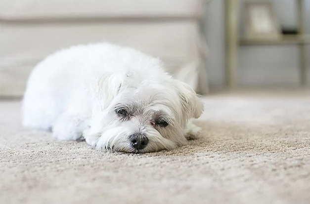 Pet-Friendly Carpets