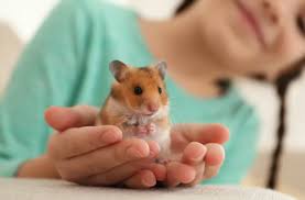 Ensuring Healthy Teeth for Your Hamster