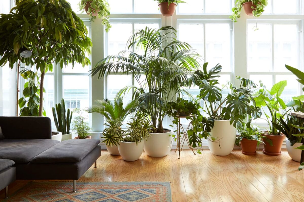 indoor gardening ideas in apartments in thrissur