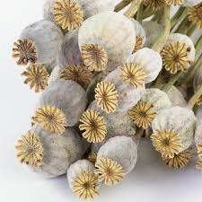 The Complete Guide to Dried Poppy Pods: Uses, Benefits