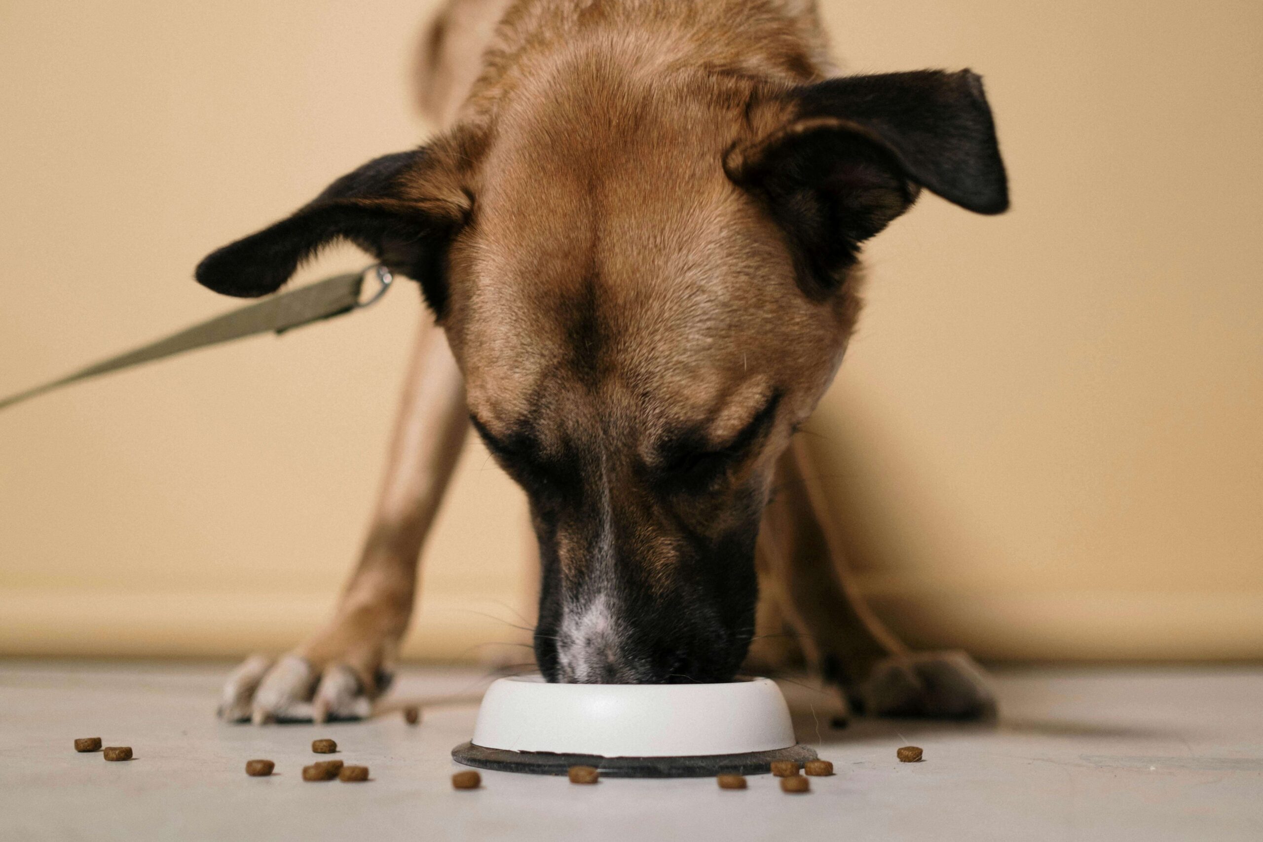 The Benefits of Organic Dog Food for Your Pet