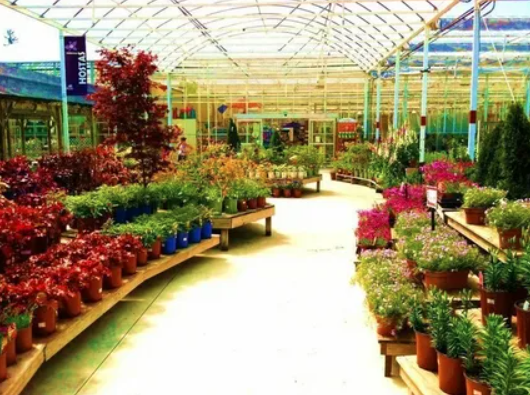 plants in Nurseries