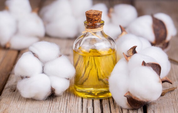 Cotton Seed Oil Processing Plant Cost and Setup Report | Raw Material Requirements and Industry Trends