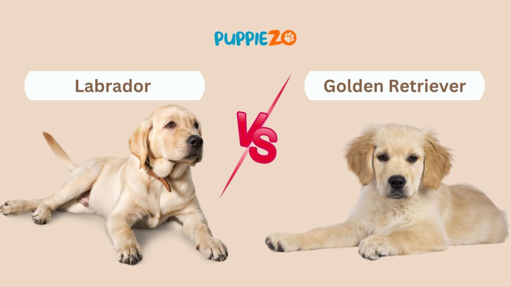 Which is the better breed: Labrador or Golden Retriever