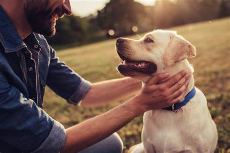 How to Keep Your Dog Healthy and Happy