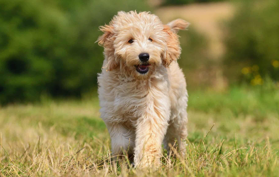 Your Perfect Furry Companion: Mini Goldendoodles for Sale in Juno Beach, FL, and Goldendoodle Puppies for Sale in Crystal River, FL