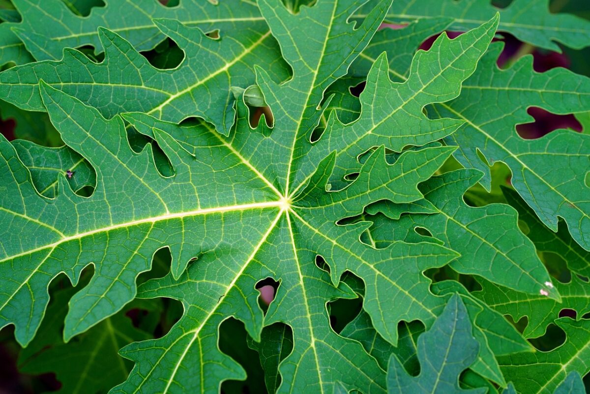 Papaya leaf