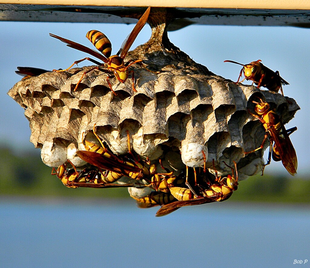 wasps nest removal