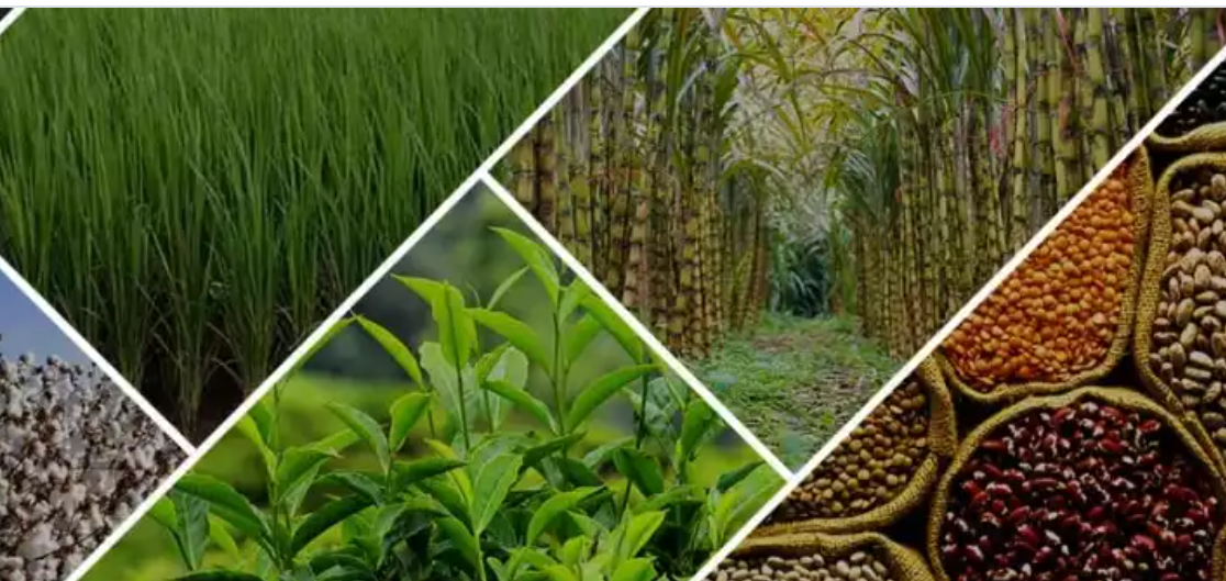 List of Top 5 Crops to Grow in 2024 Comprehensive Guide