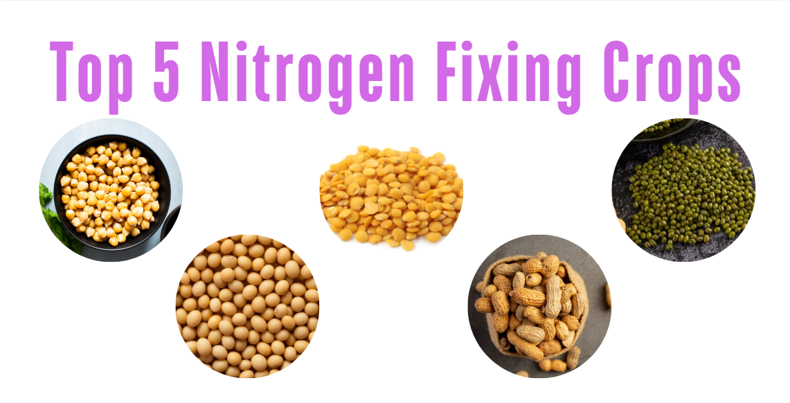 Top 5 Nitrogen Fixing Crops in India: Comprehensive Guide