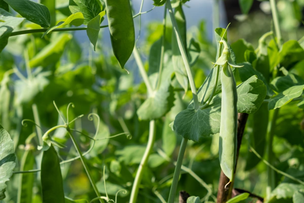 Pea Farming