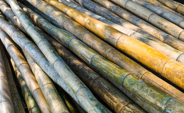 Sugarcane Cultivation