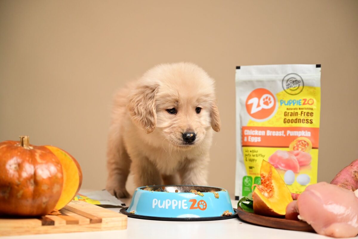 The Importance of The Best Dog Food: A Journey To Healthier Pets