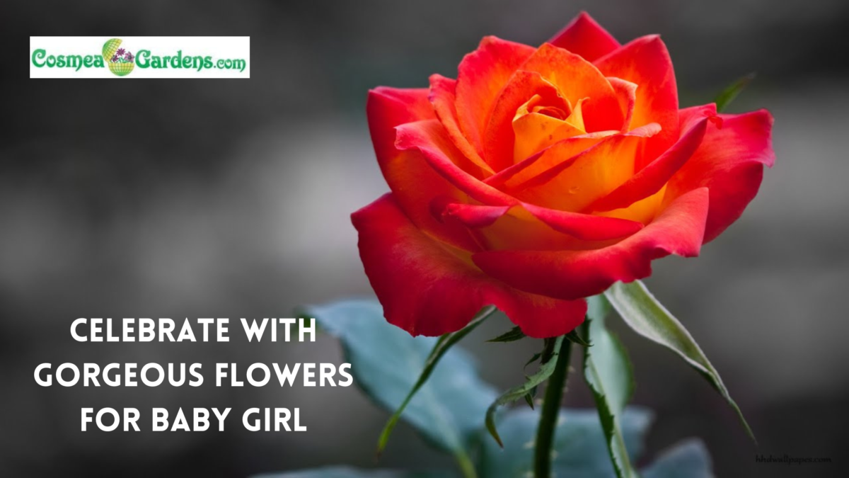 Celebrate with Gorgeous Flowers for Baby Girl